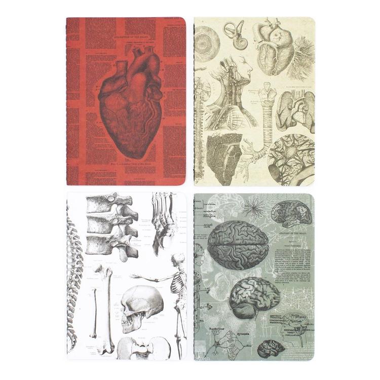 Set of pocket notebooks anatomy - Fairy Positron